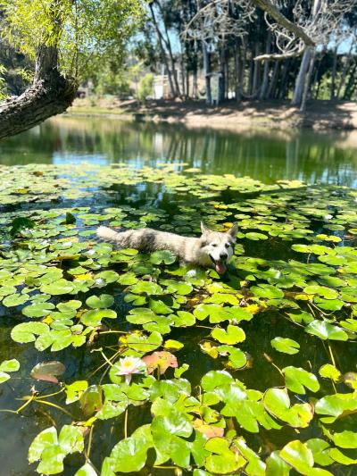Midas the dog swimming in a pond filled with lily pads