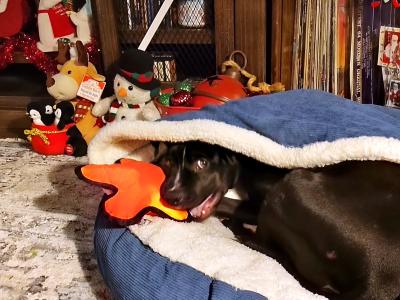 Molasses the dog cuddling in an enclosed dog bed with her head on an orange toy