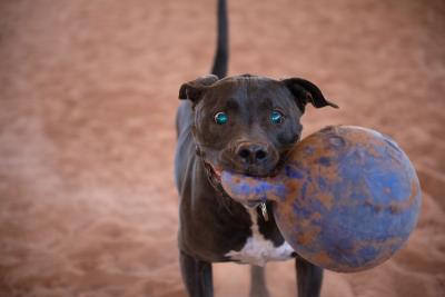 Moogan the dog holding a large ball toy in his mouth by a handle