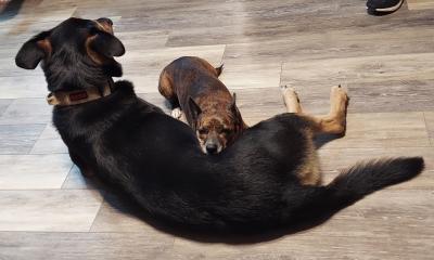 Moose the dog lying on the floor while the Stoney's other smaller dog is lying with his head on Moose's body