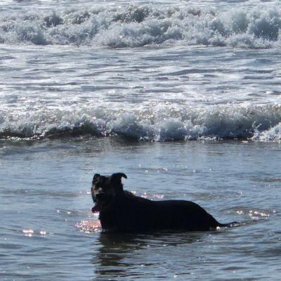 Moose the dog playing in the water at the beach