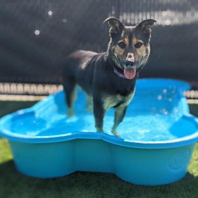 Moose the dog standing in a small blue, bone-shaped pool
