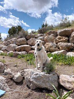 Ollie the dog sitting on a rock with a blue sky and clouds behind him