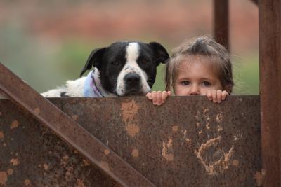 Paige the dog and a child looking over a small wall