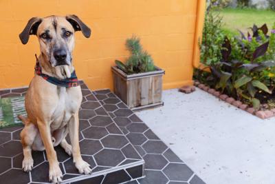 Peter the dog sitting on some outside stairs beside a yard