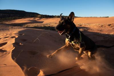 Pharaoh the dog running in a sand dune