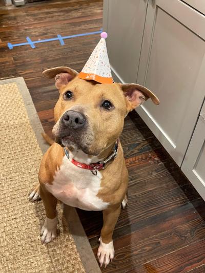 Potato the dog wearing a hat celebrating his adoption