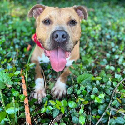 Potato the dog smiling with tongue out standing among green plants