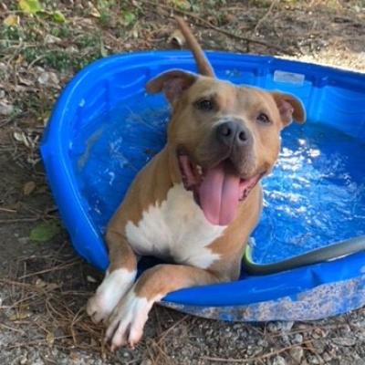 Potato the dog smiling and lying in a small blue kiddie pool