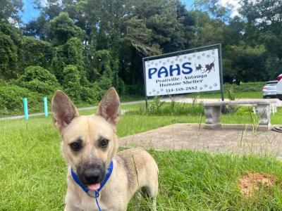 Brown dog with tongue out in front of the PAHS shelter sign