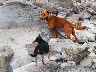 Smokey and Tucker the dogs climbing on some rocks