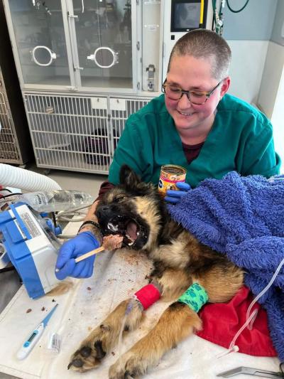 Lars the dog lying down with an IV in his leg taking a very enthusiastic bite of dog food given by a smiling person