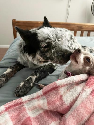 Taz the dog, nosing the face of another smaller dog in a bed