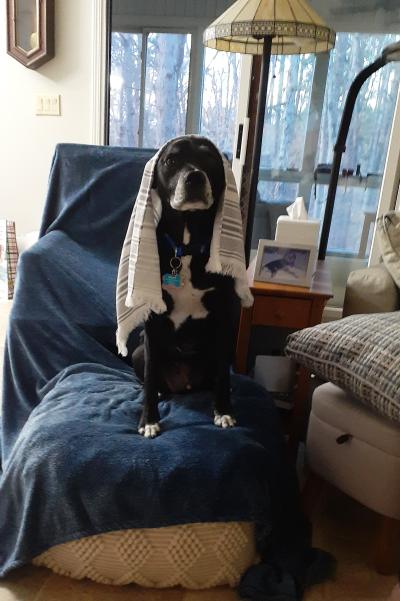 Watson he dog sitting on an ottoman with a small blanket on his head
