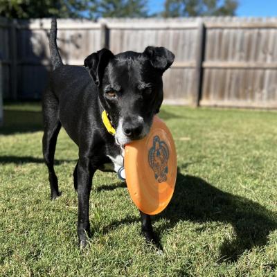 Watson the dog holding a frisbee in his mouth outside in a fenced yard
