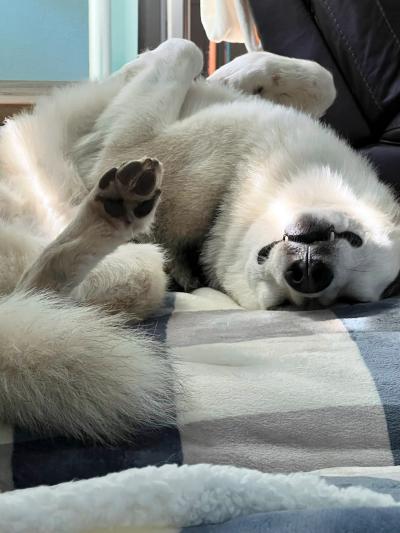 Midas the dog looking happy and goofy lying upside-down with paws up