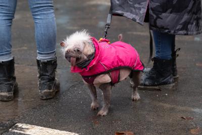 Peggy the dog outside on a leash wearing a pink jacket
