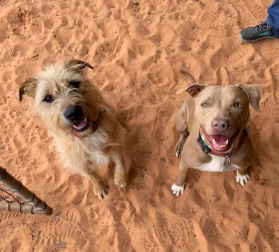 Ron Swanson and Pancake the dogs sitting next to each other in some red sand, both with smiles on their faces