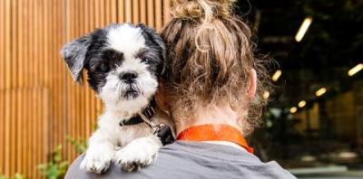 Small black and white dog looking over a person&#039;s shoulder