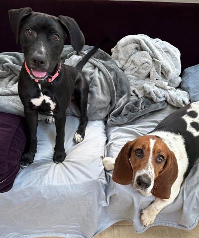 Dori the dog with Lulu the Basset hound on a bed
