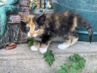 Calico kitten outside beside some pots