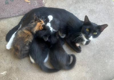 Dottie the mama cat nursing three kittens