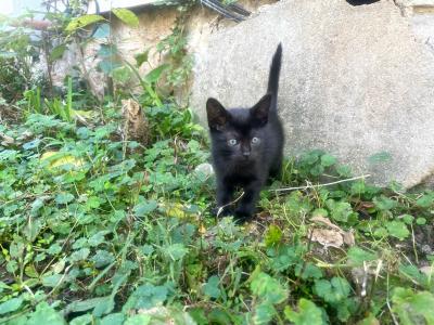 Black kitten outside standing in some green plants
