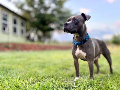 Dove the dog standing on green grass