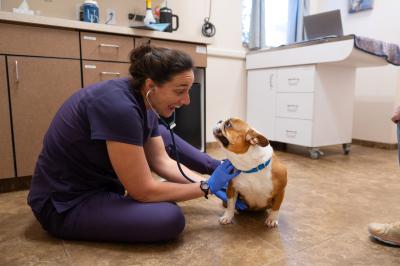 Birdie the dog getting a medical exam