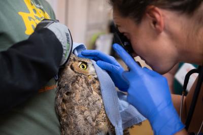 Dr. Kelsey looking at the great horned owl's eye