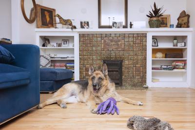 Dublin the dog lying on the floor next to a purple toy in front of a fireplace