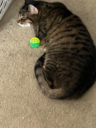 Eddie the cat lying on the floor beside a toy ball
