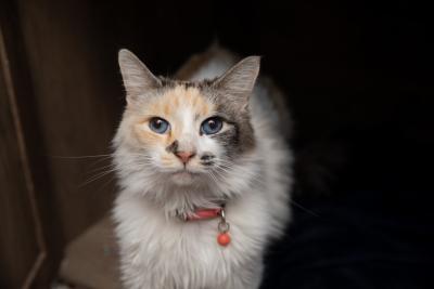 Blue-eyed calico cat wearing a collar with a bell