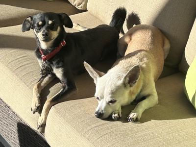 Eleanor and Ike the dogs lying beside one another on a couch