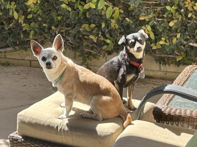 Eleanor and Ike the dogs sitting next to each other