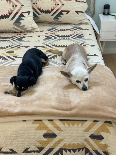 Eleanor and Ike the dogs lying next to each other on a folded blanket on a bed