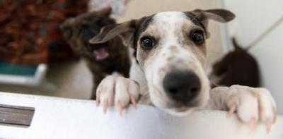 Tan and white puppy with paws on half door