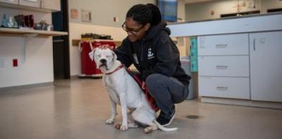 White pit bull dog sitting with woman in black sweatshirt in clinic