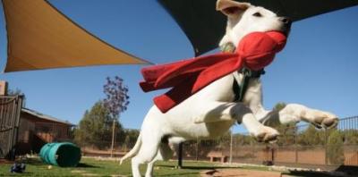 White puppy jumping with red toy in mouth