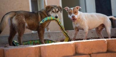 Brown dog with green plush snake toy in its mouth standing face to face with white and brown dog