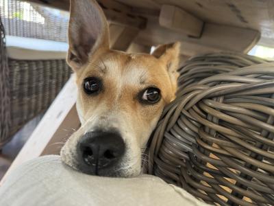 Eloise the dog with her head on a cushion beside a basket