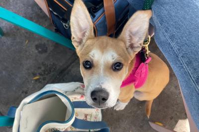 Eloise the puppy outside wearing a pink harness
