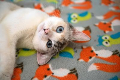 Calico cat with blue eyes on a fox blanket
