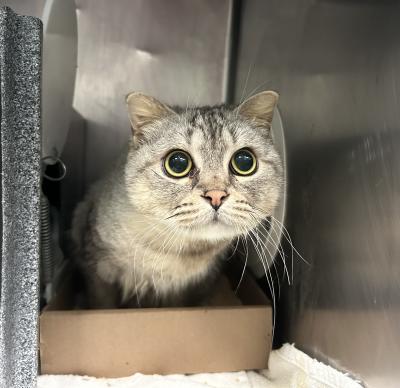 Elvira the cat in a kennel