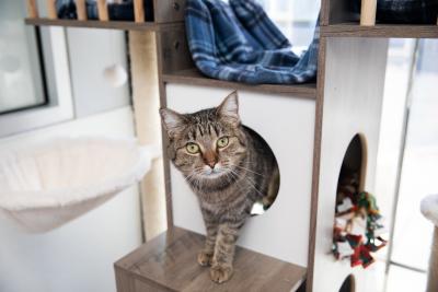 Cat coming out from a hiding spot in a cat tree