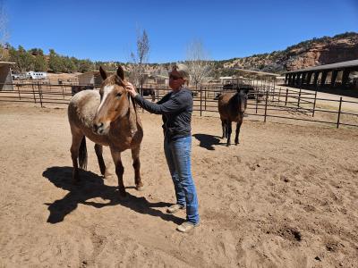 Jen Reid, senior manager of Horse Haven, with Emma and Solo the horses
