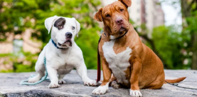 two dogs tilting heads