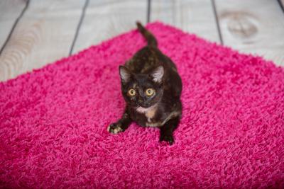 Emmalee as a kitten on a pink pad