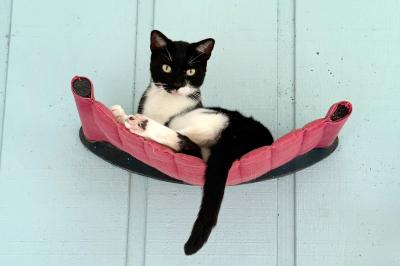 Black and white cat lying on a shelf on a wall