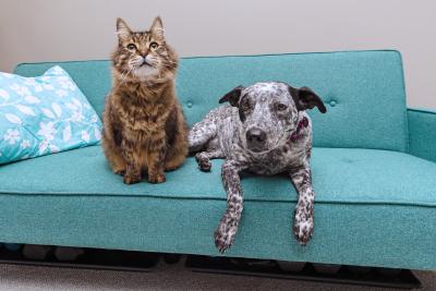 A dog and a cat on a teal couch